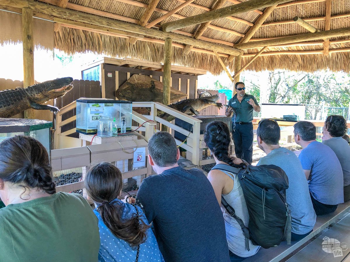 One of the guides at Coopertown Airboat giving a talk about gators before we when our airboat ride.