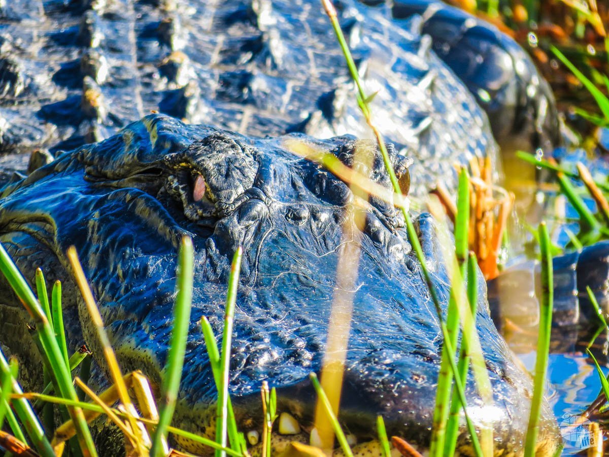 An alligator up close and personal from the airboat
