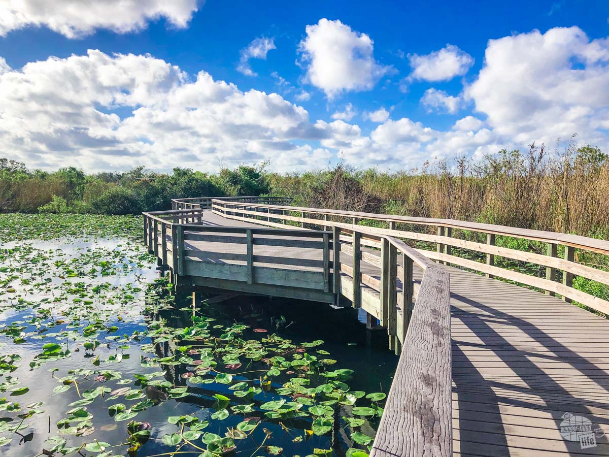 The Anhinga Trail is a must-do at Everglades National Park.