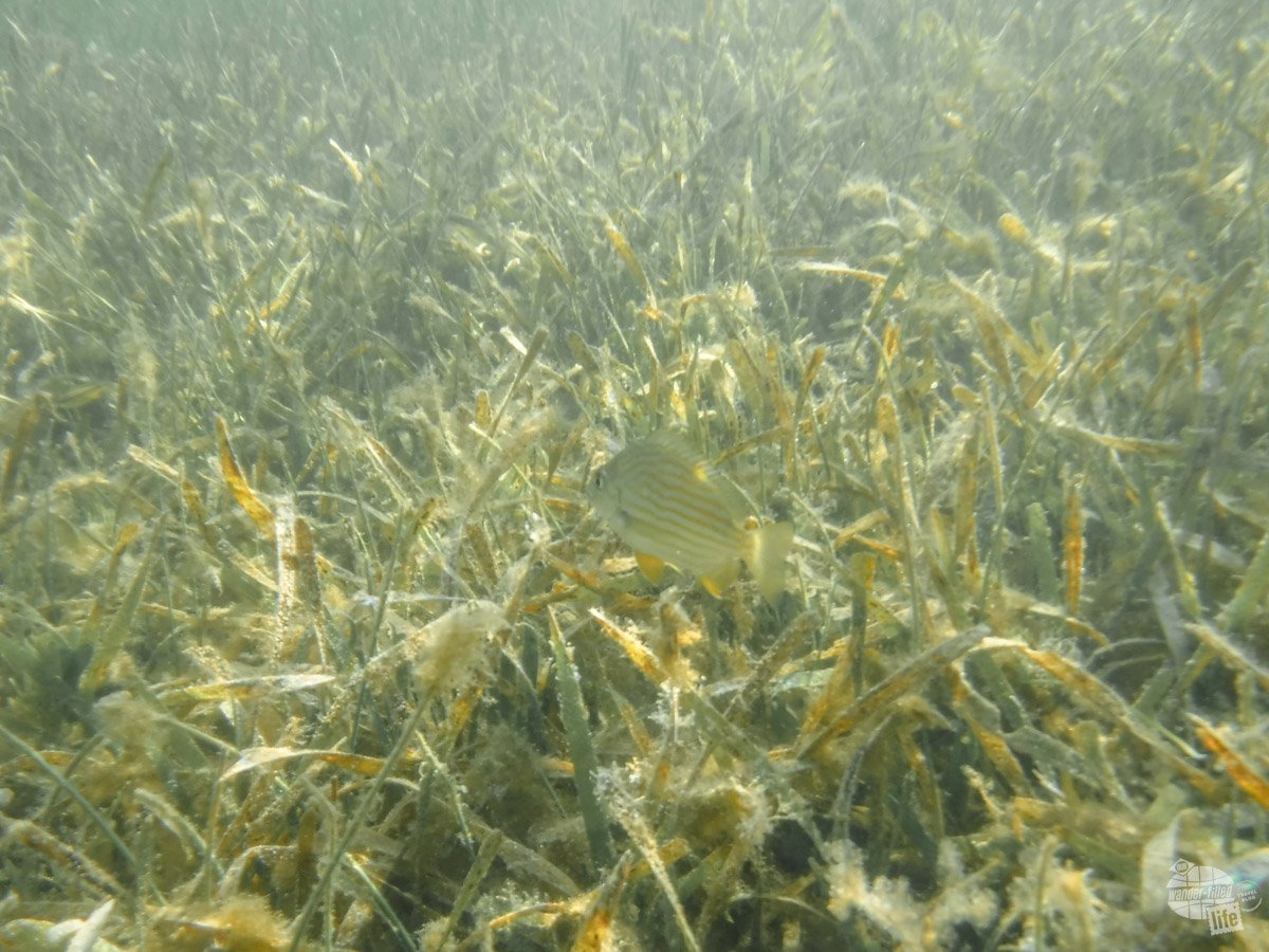 Seagrass covering the floor of Biscayne Bay.