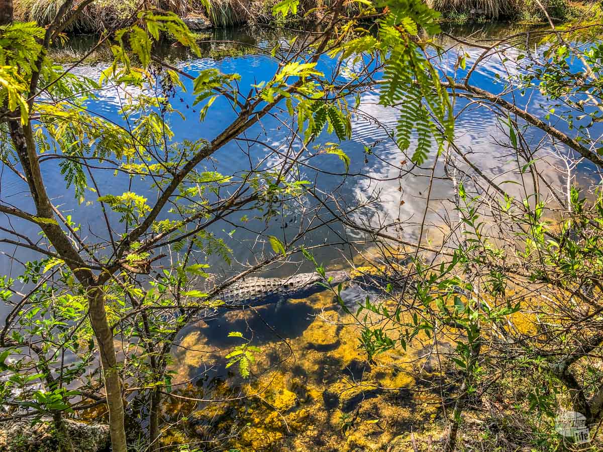 An alligator at the Oasis Visitor Center of Big Cypress National Preserve.