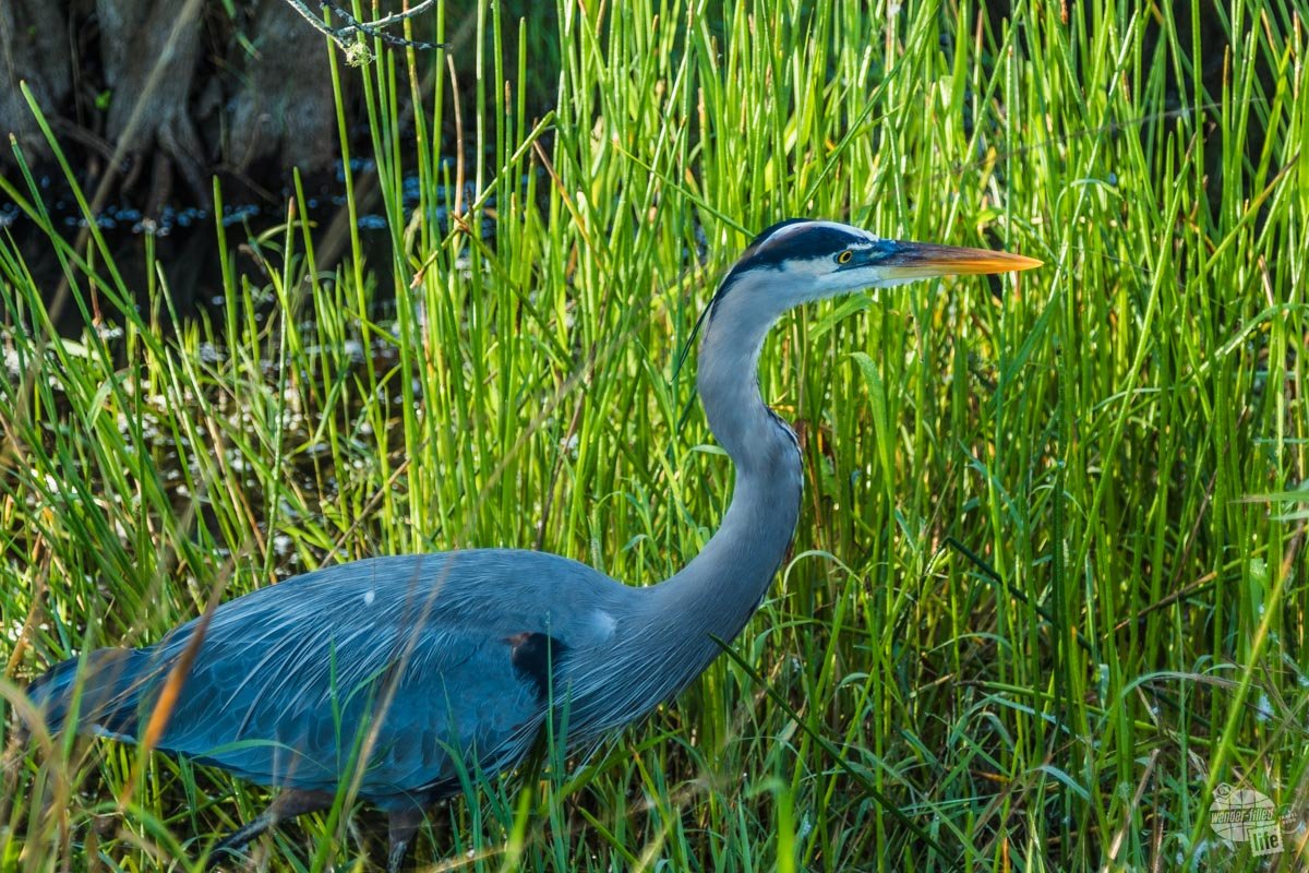 A great blue heron stalking through the rushes looking for breakfast.