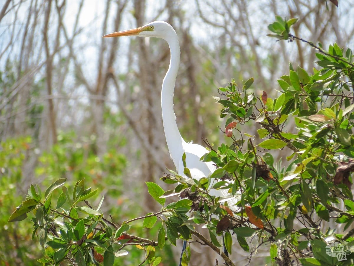 Birds, like this egret, are one of the highlights of the South Florida national parks.