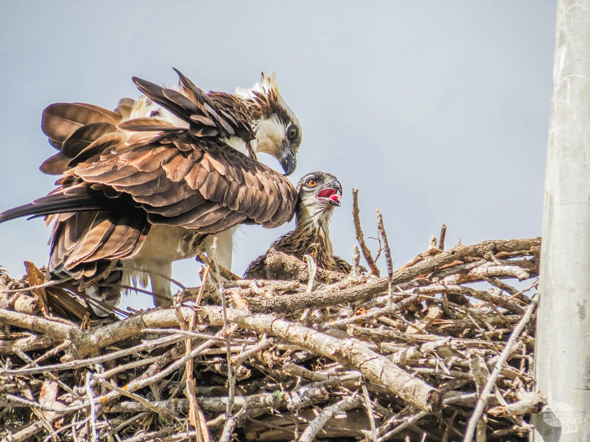 An osprey tending to its chick right next to the marina at Flamingo.