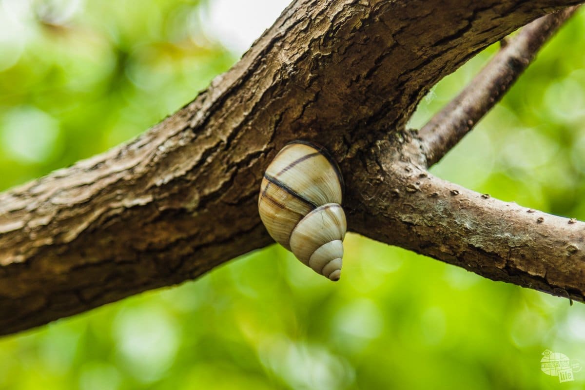 We found a few tree snails along the Tree Snail Hammock Trail. These snails crawl up a tree during the dry season and affix themselves in kind of hibernation.