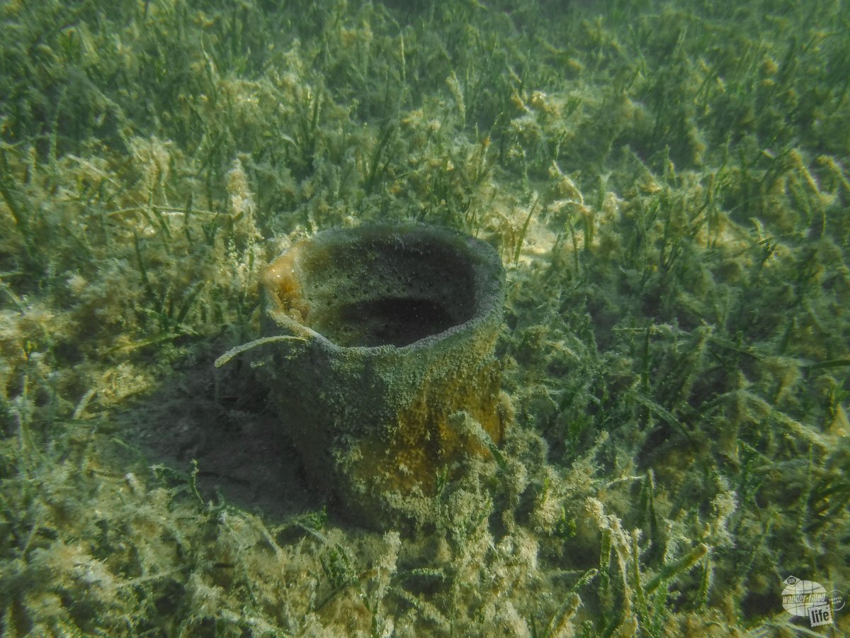 A vase sponge on the bottom of Biscayne Bay.