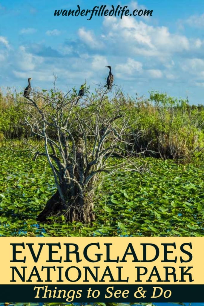Our complete guide of things to do in the Everglades. Whether you have one day or three, you can stay busy in the Everglades and Big Cypress NP.