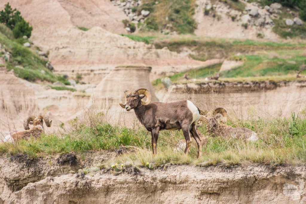 There were several bighorn rams along the Castle Trail.