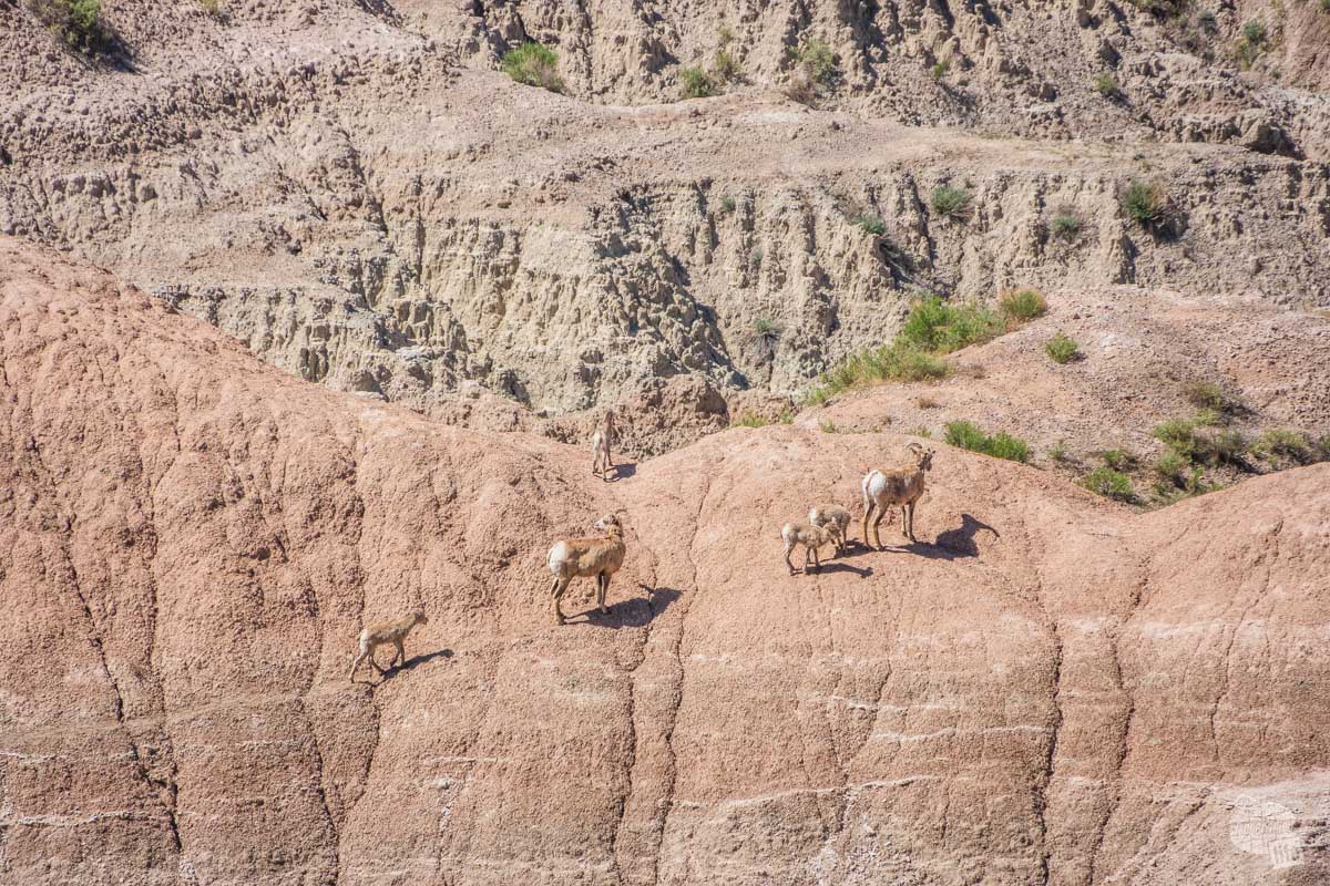 Bighorn sheep making their way along the rocks.