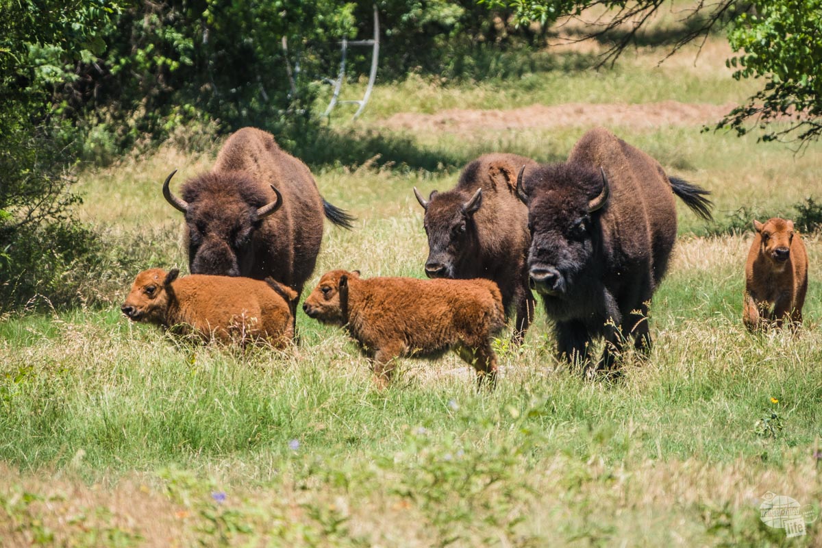 A small herd of bison including three calves in Chickasaw National Recreation Area.