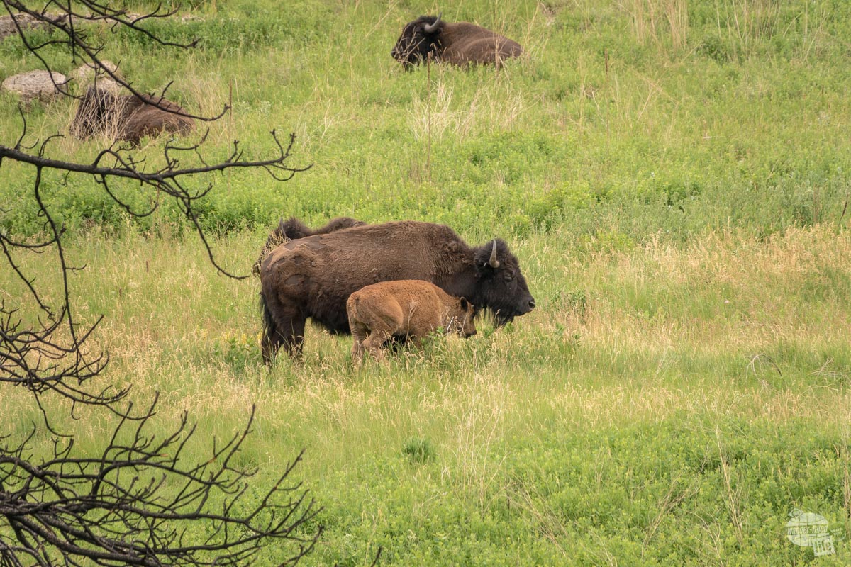 Bison and calf at Custer State Park near Mount Rushmore.