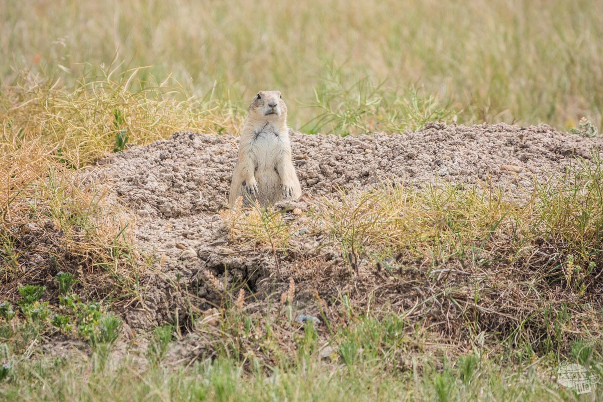 Be sure to look for Prairie Dogs while visiting Badlands National Park.