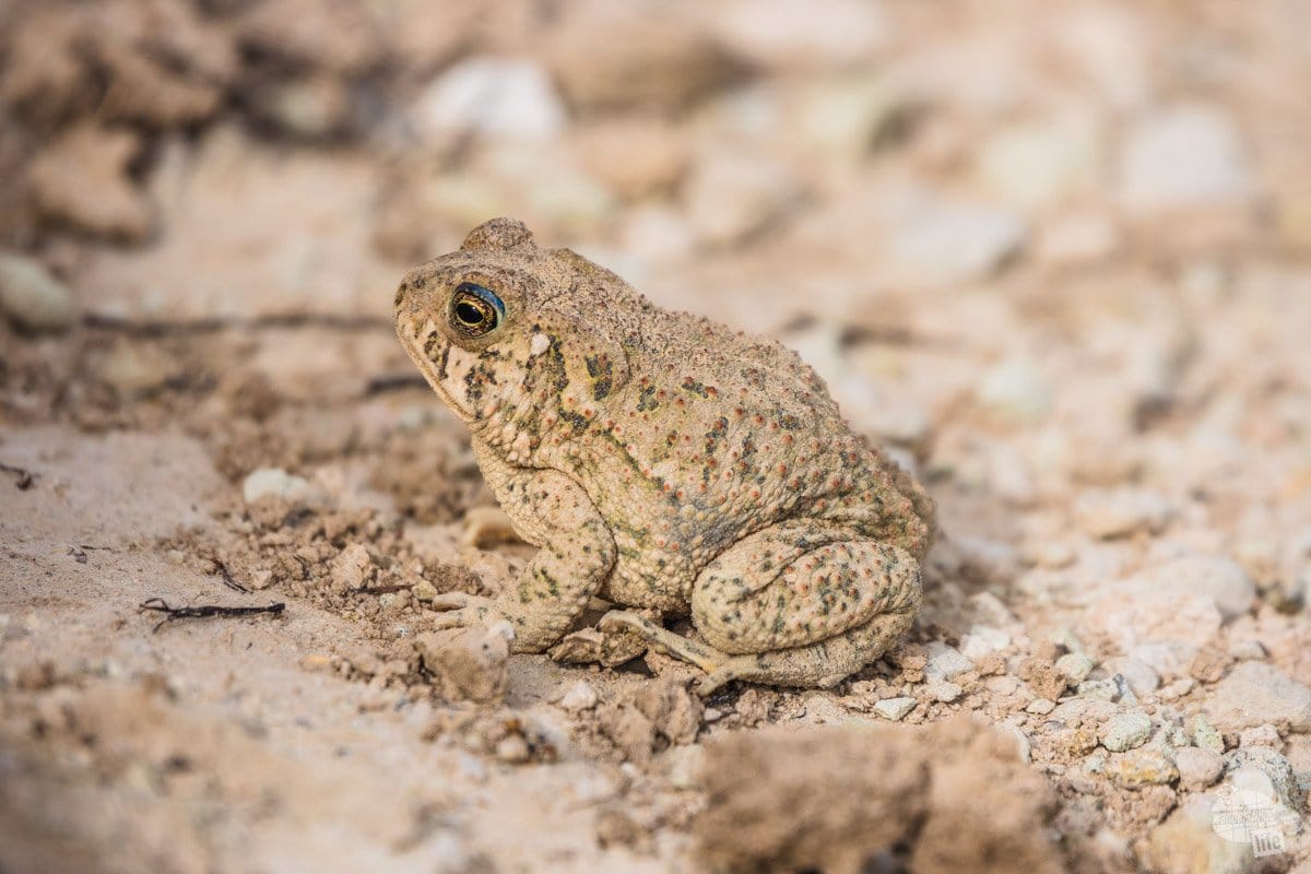 A toad along the trail in Badlands National Park.