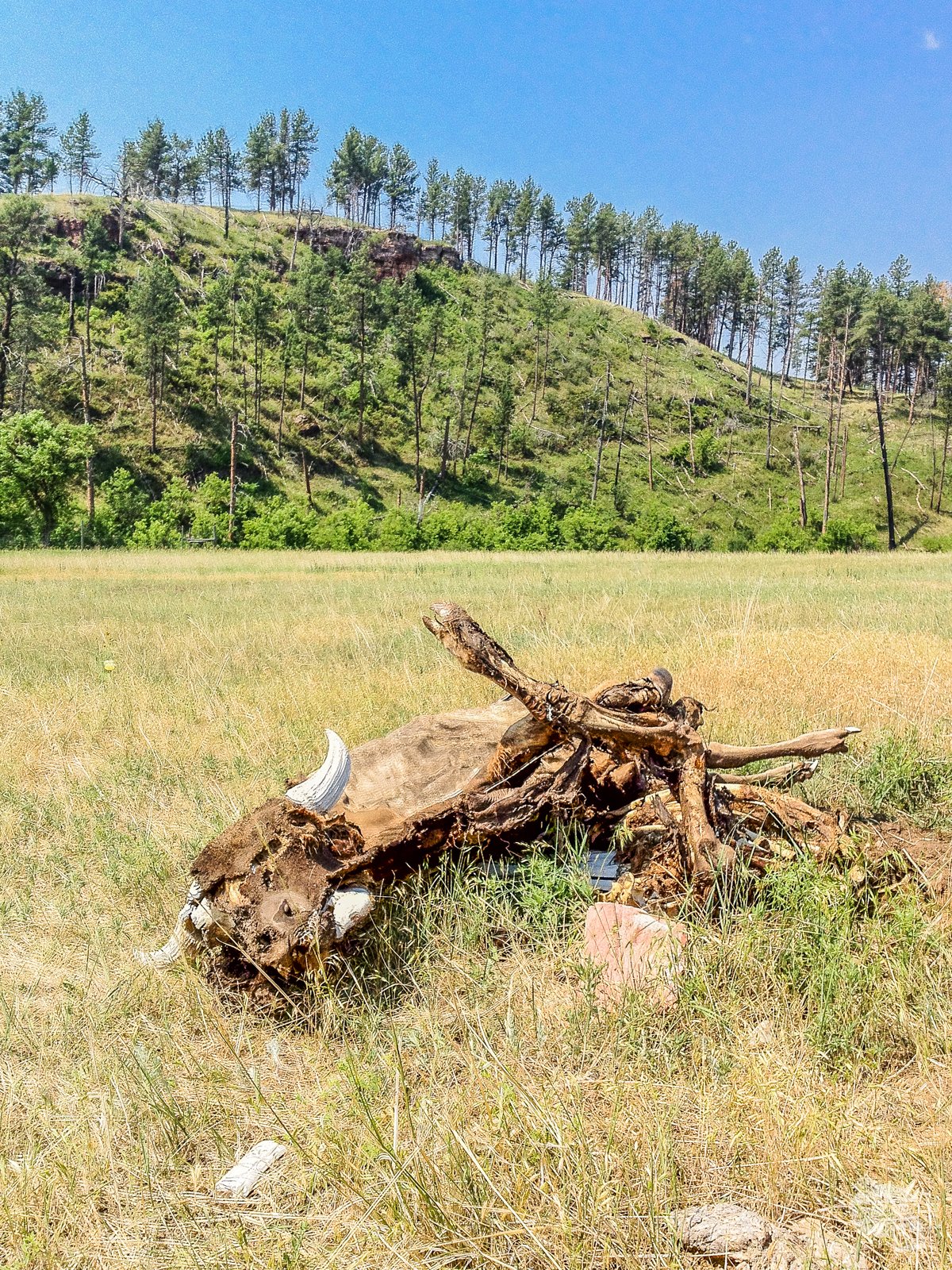 A bison carcass along the Lookout Point Trail.
