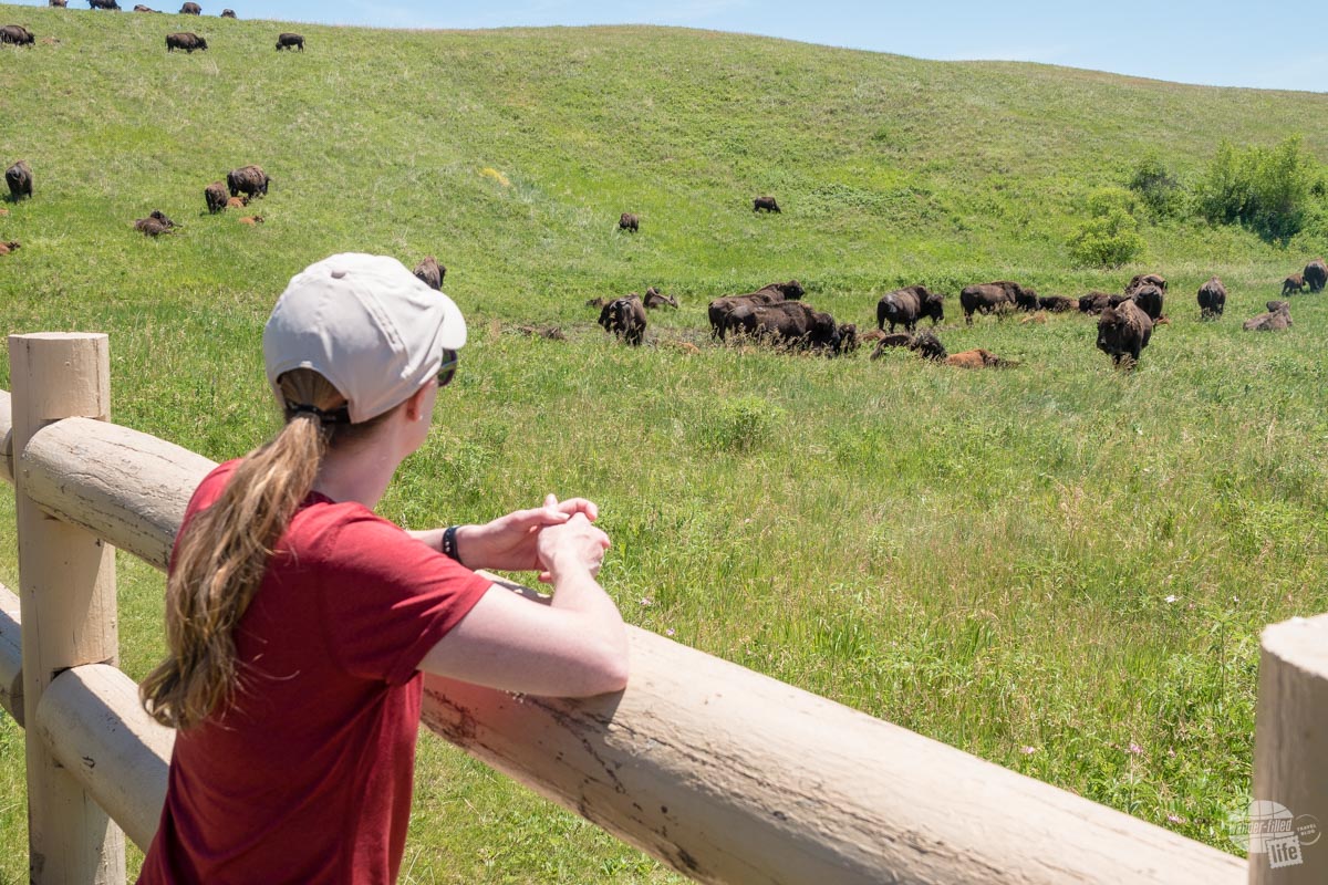 Watching the bison is one of our favorite things to do at Custer State Park.