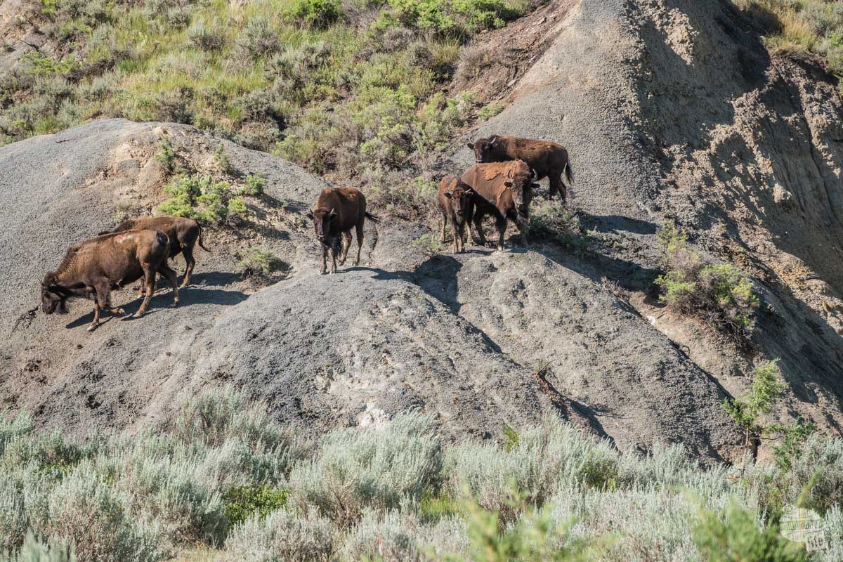 Bison herd as we walked out of the woods on the trail.