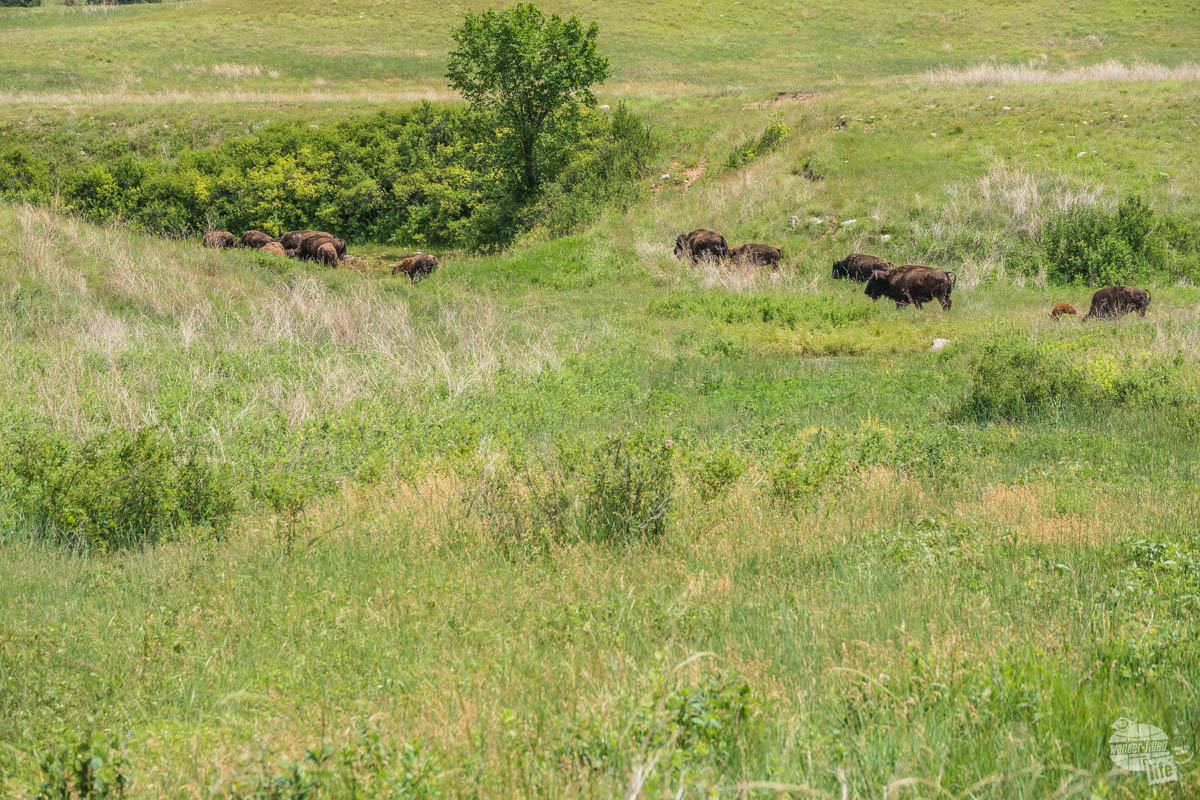 Bison herd in Wind Cave National Park.