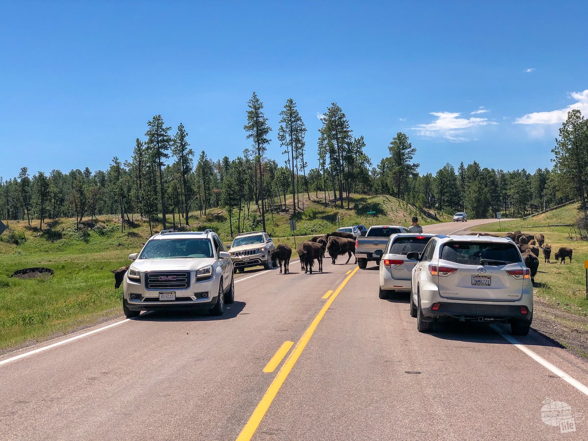 You never know when the bison will decide to stand in the road at Custer State Park.