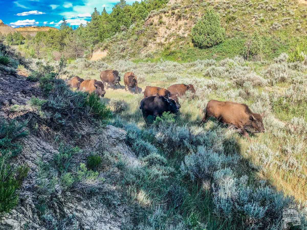 Bison stampeding by.