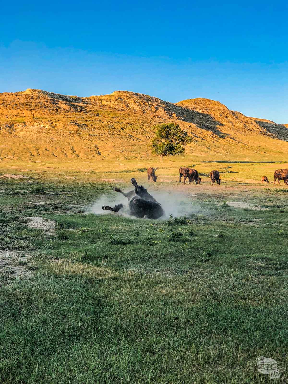 A bull bison wallowing in Theodore Roosevelt National Park.