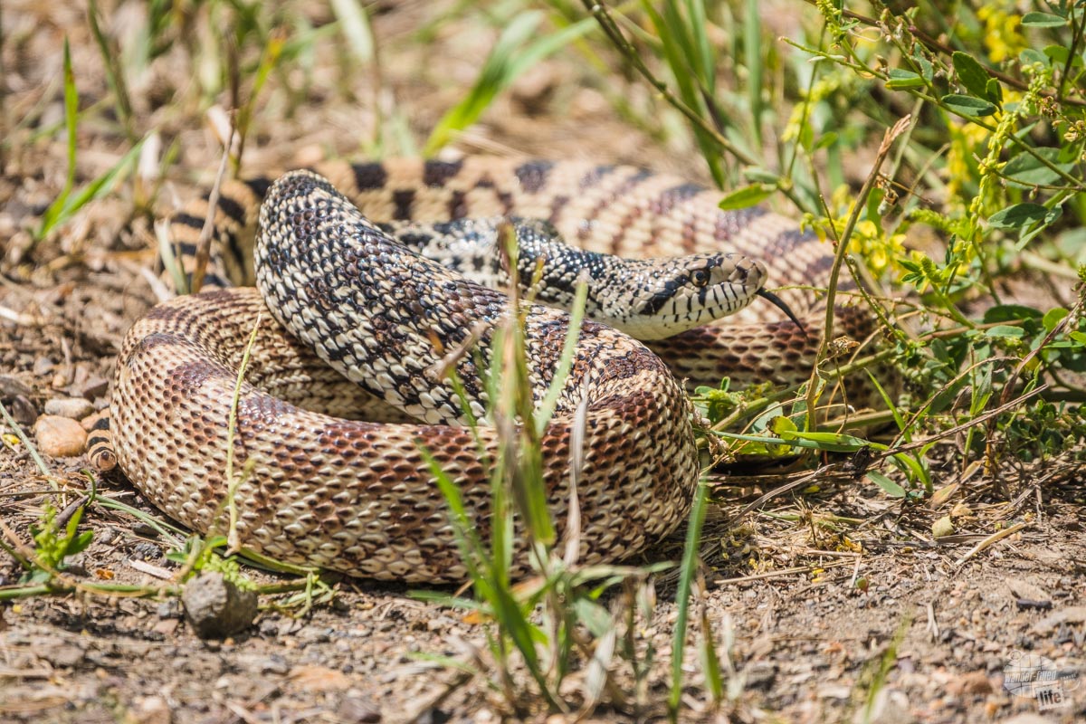 This guy charged out of the grass at another couple and acted just like a rattlesnake.