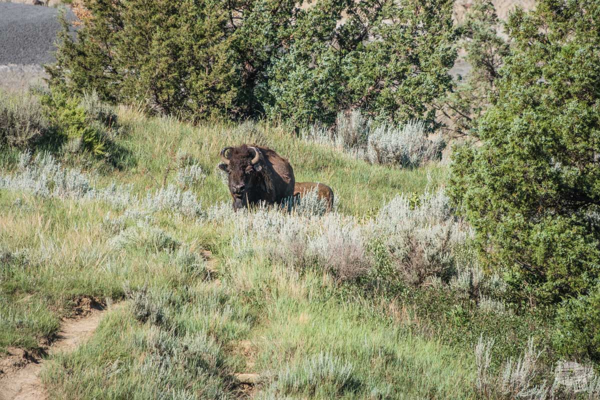 This momma bison was quite concerned about her calf and would not rejoin the rest of the herd until we moved off. She was treating us like predators.