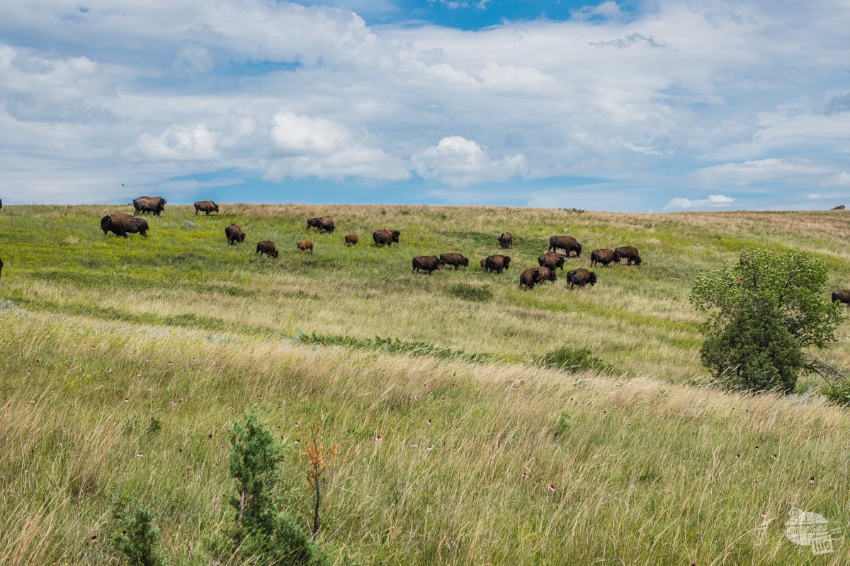 Spotted these guys just off the road in the north unit of Theodore Roosevelt National Park.