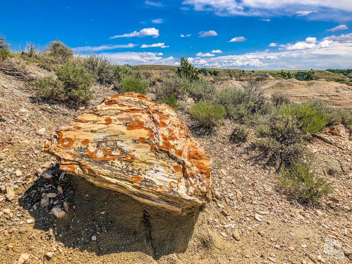 The petrified forest area is a nice treat at Theodore Roosevelt National Park.