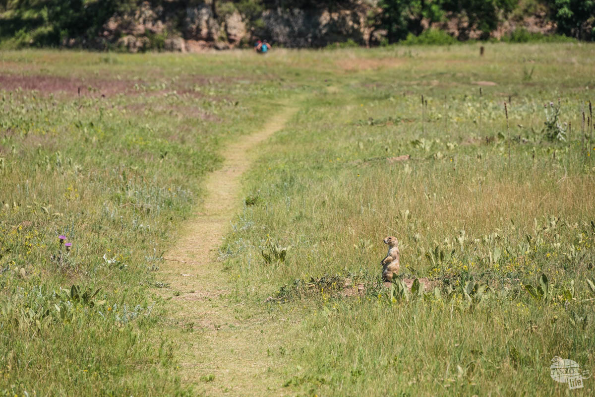 The Cold Brook Canyon Trail leads right through a prairie dog town.