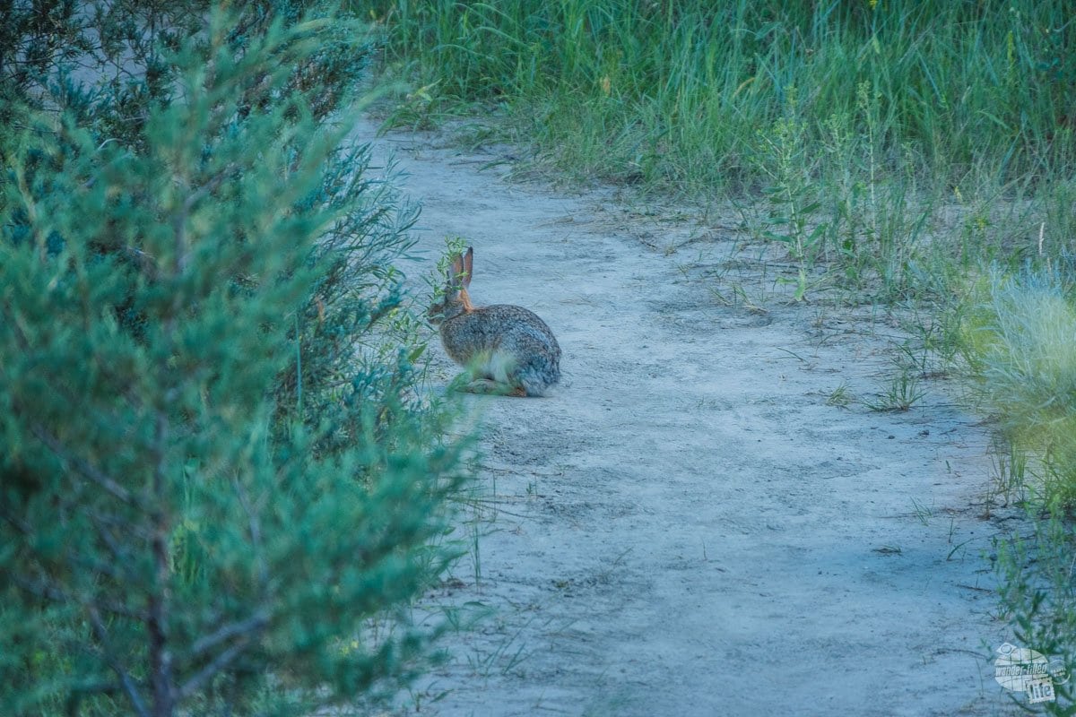 Spotted this rabbit along the trail. He was a welcome respite from the bison.