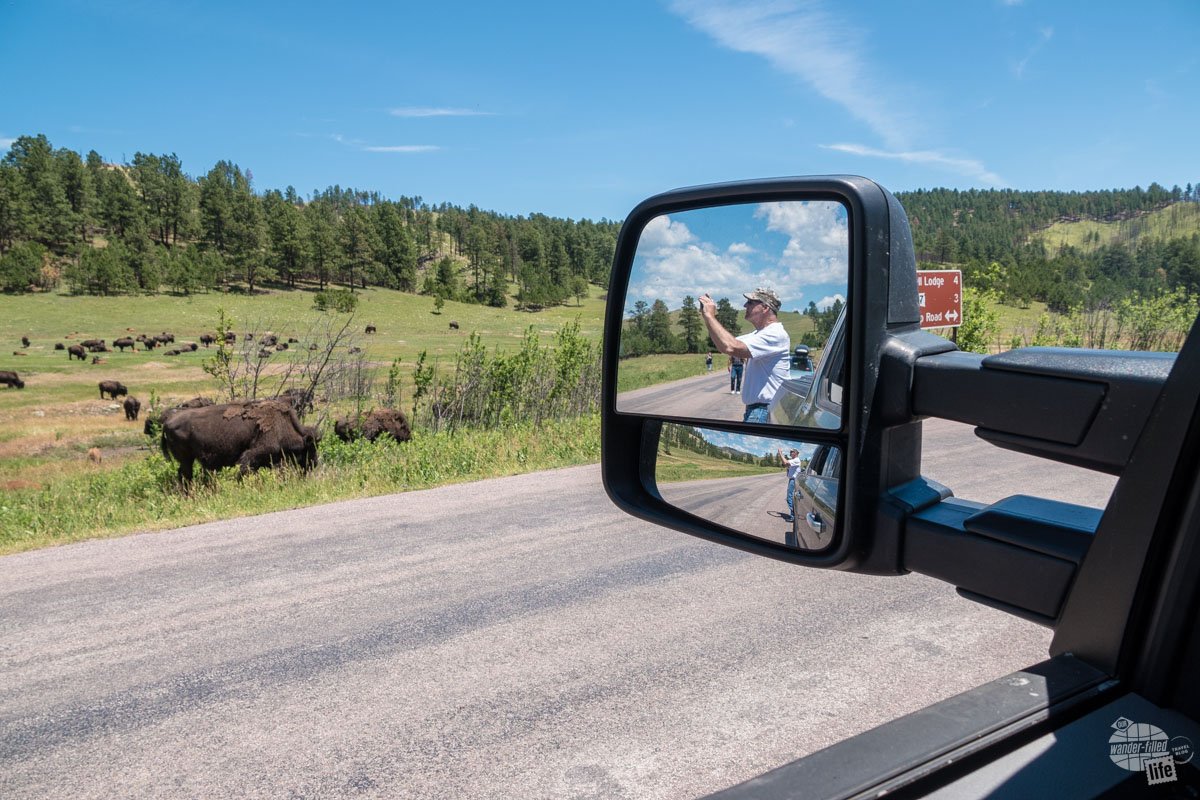 Be careful when taking pictures of bison - it's always best to stay in your vehicle.