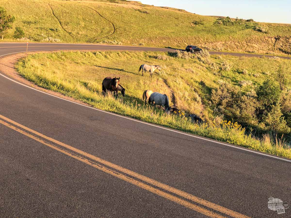 Wild horses and other wildlife are a top reason to visit Medora and Theodore Roosevelt National Park.