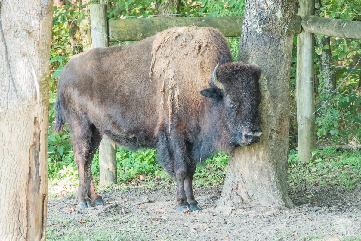 We weren't expecting to find a small group of bison at the Wilderness Road State Park.