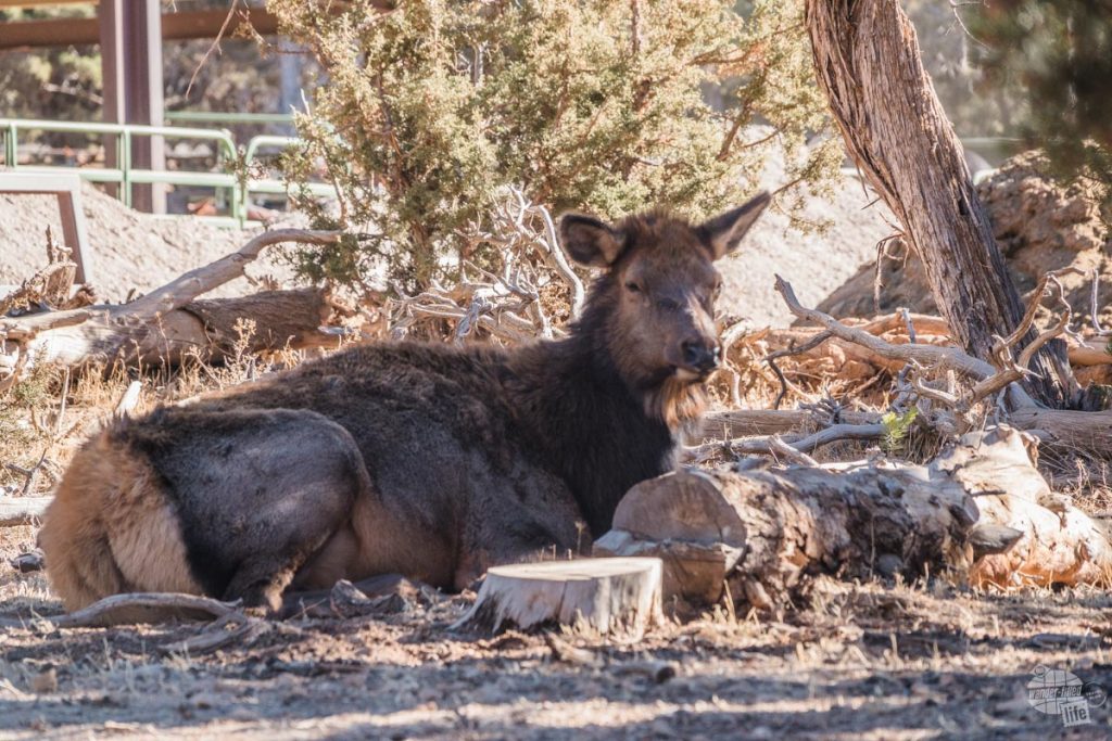 Elk at Grand Canyon NP.