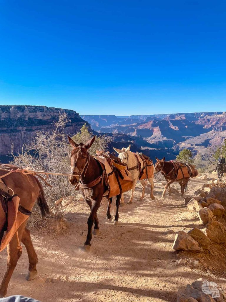 Watch out for mules along the South Kaibab Trail.