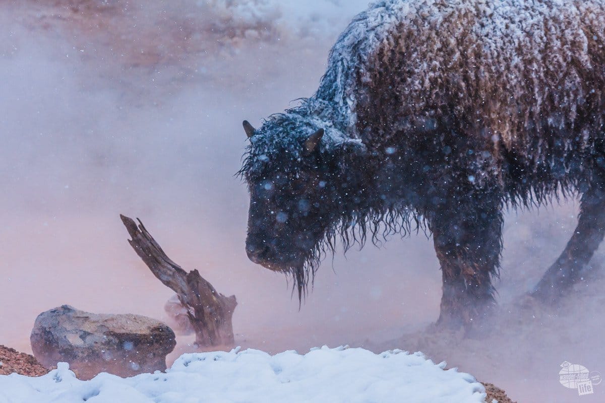 This bison is hanging out by a thermal feature to stay warm.