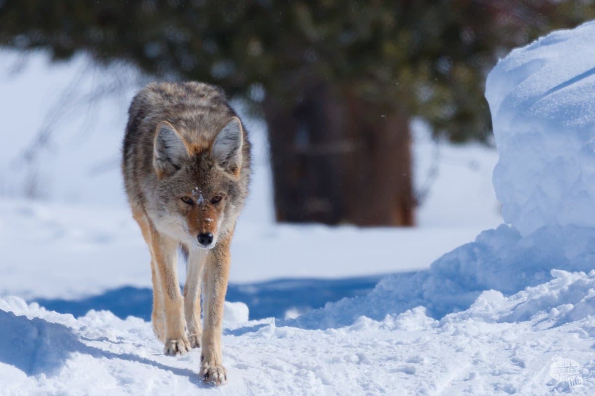 Coyote in the Snow in Yellowstone National Park