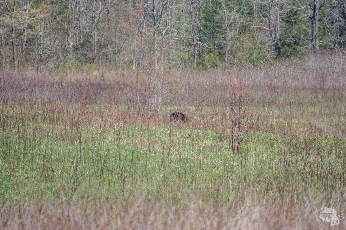 Black bear at Great Smoky Mountains NP