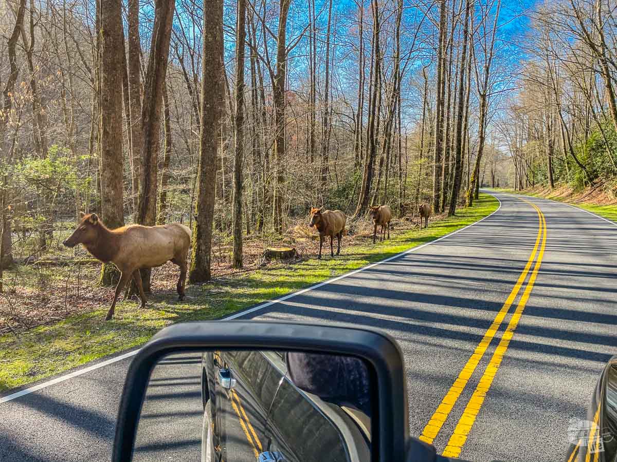 Elk in Great Smoky Mountains National Park