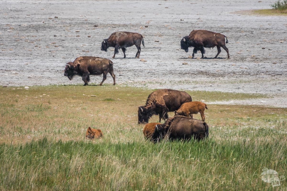 Bison on Antelope Island