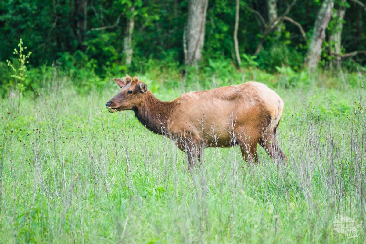 Elk at Peck Ranch