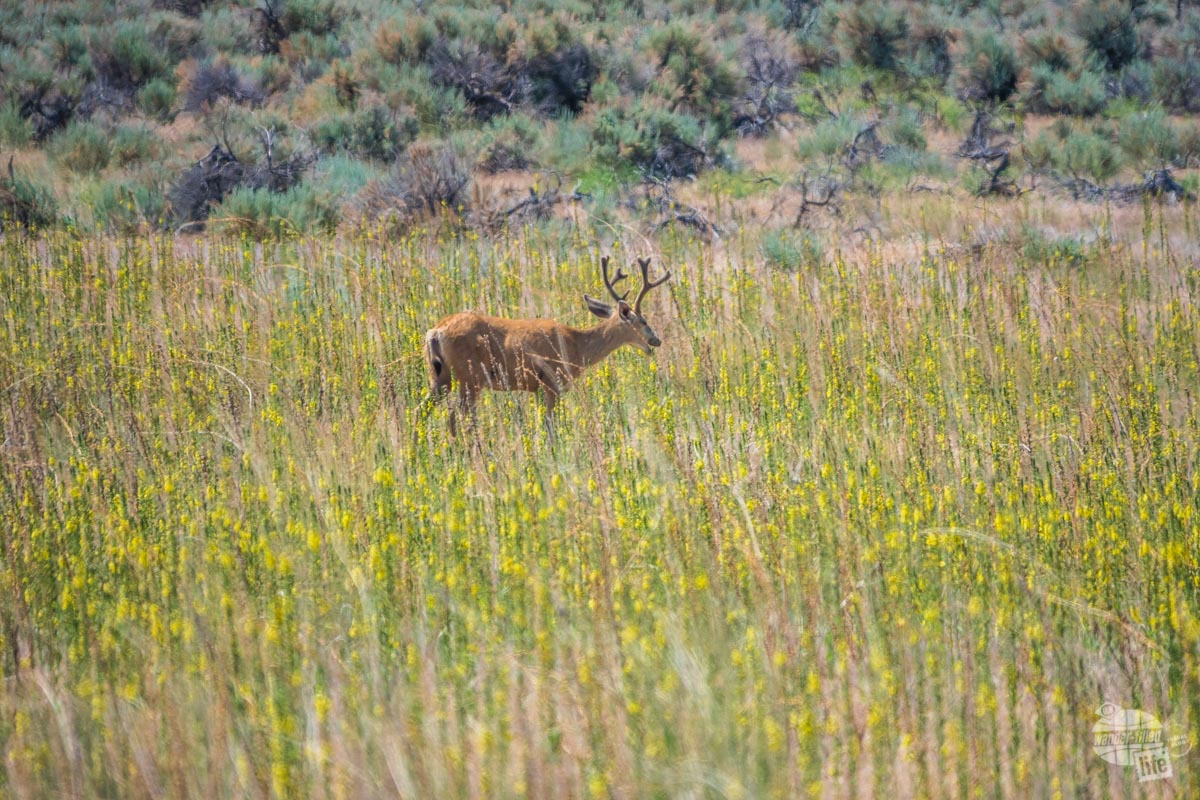A mule deer buck on Antelope Island