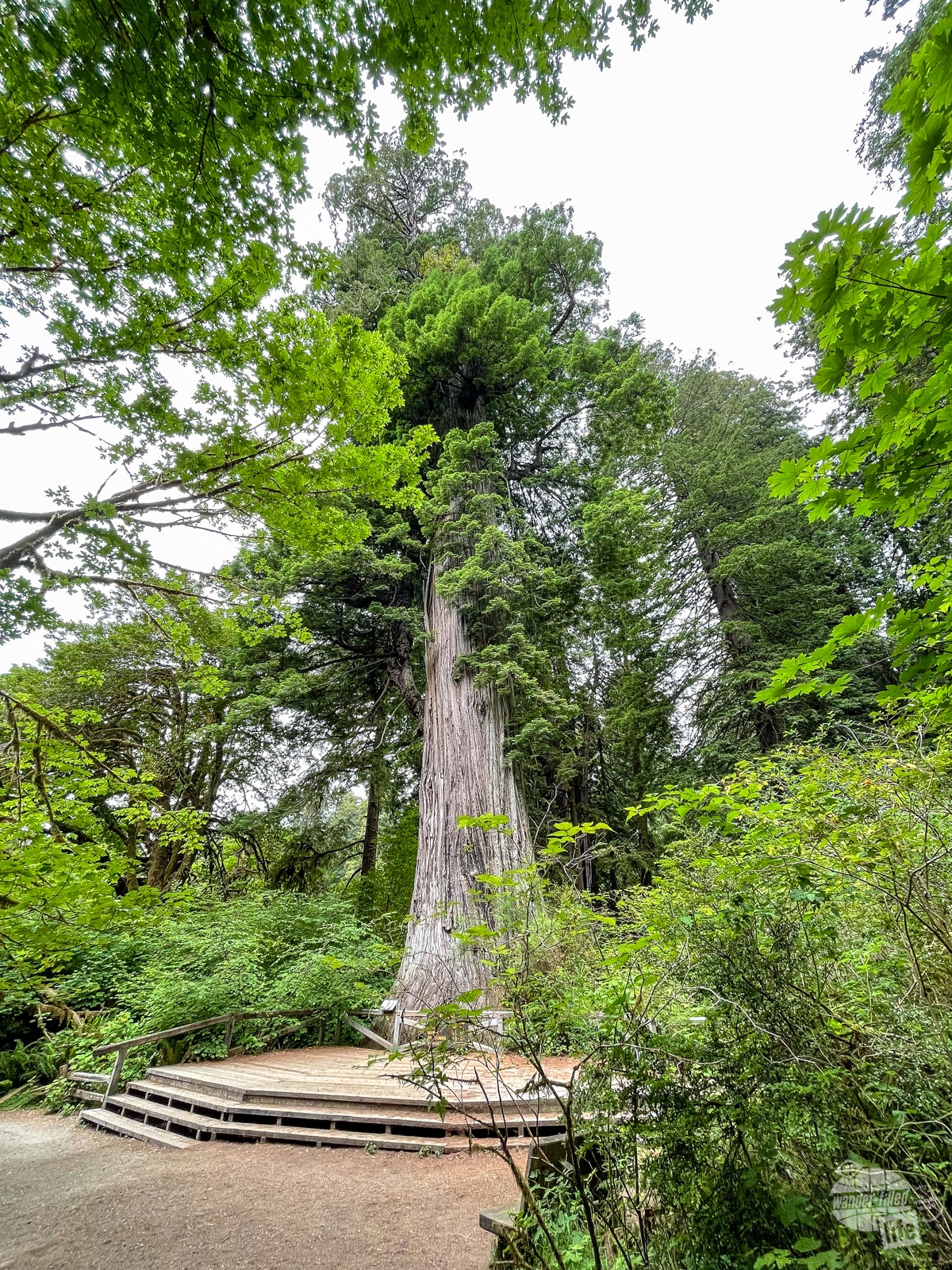 The Big Tree is a must-see when visiting Redwood National Park