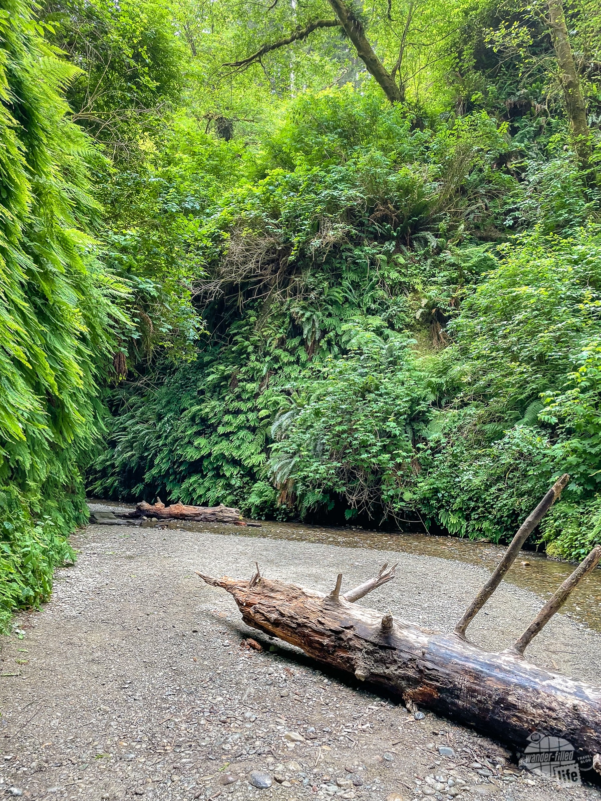 Fern Canyon at Redwood National Park.