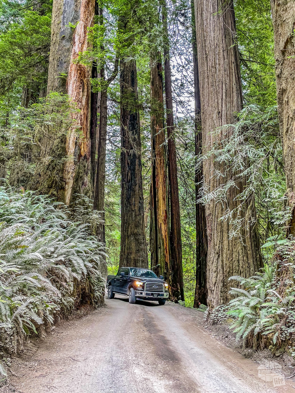 Howland Hills Road is a nice scenic drive at Redwood National Park.