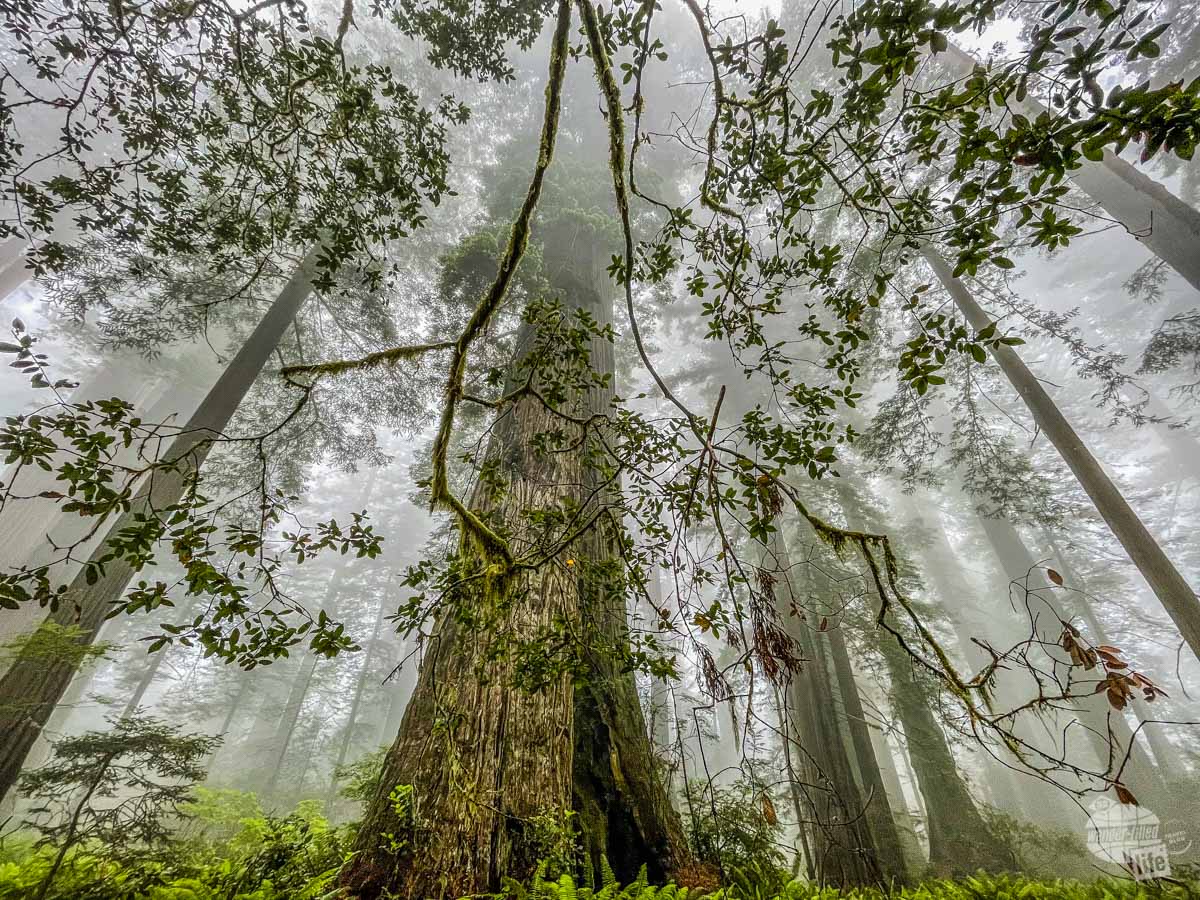 Lady Bird Johnson Grove of Redwoods