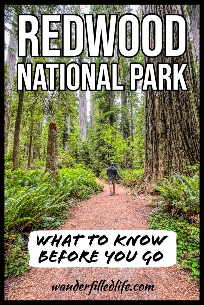 Our tips for planning a visit to Redwood National Park. See the redwood trees, hike through lush green forests and enjoy the Pacific coast.