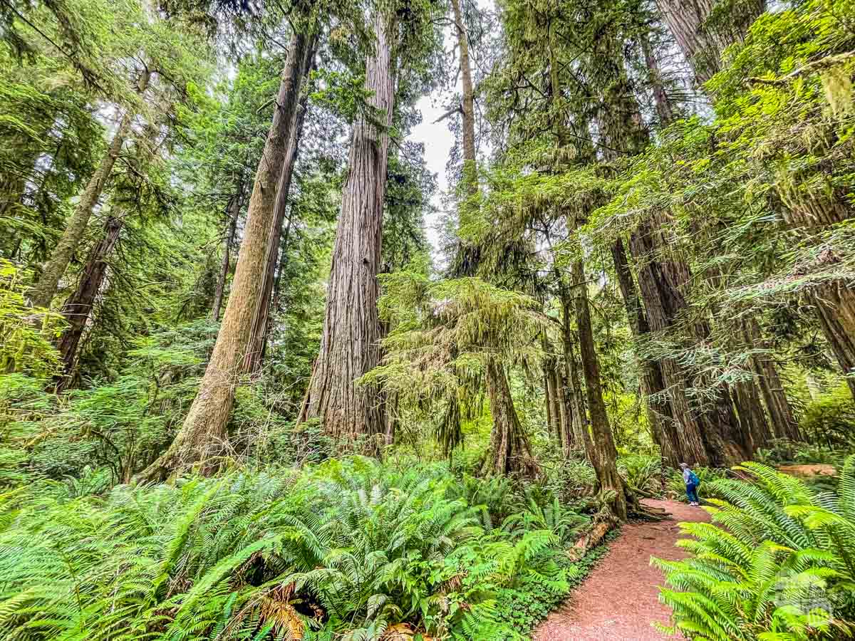 The Simpson-Reed Grove at Redwoods National Park.