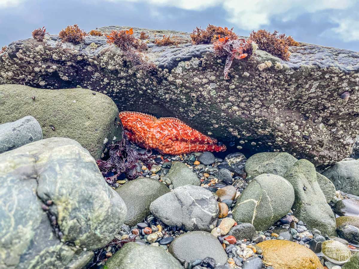 Tidepooling in Crescent City while visiting Redwood National Park.
