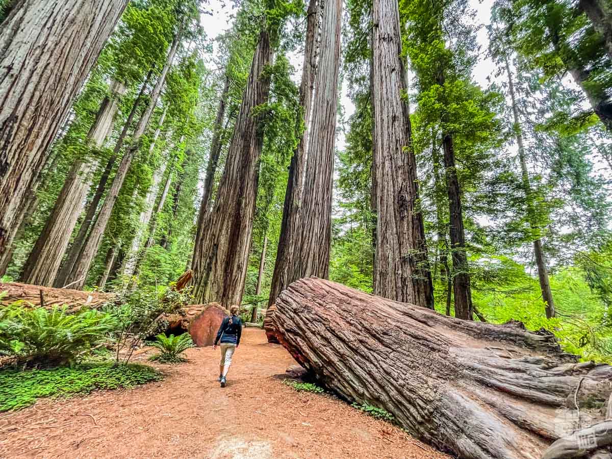 When visiting Redwood National Park, Stout Grove is a fantastic stop.